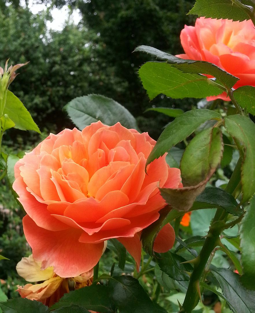  photo 20140821_120405-1_zpsvdn9agct.jpg